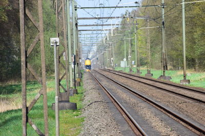 Railroad tracks amidst trees