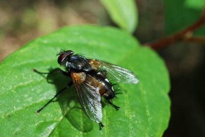 Close-up of fly on leaf