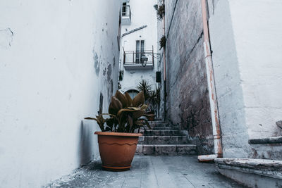 Potted plants on building during winter