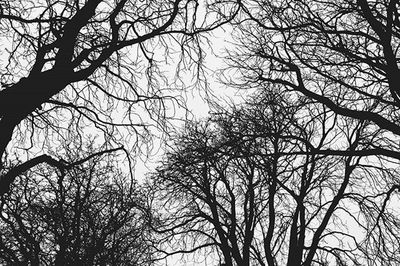 Low angle view of bare trees against sky