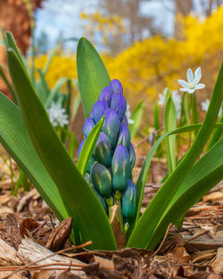 Close-up of purple flowering plant on field