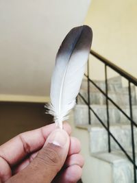 Close-up of hand holding feather