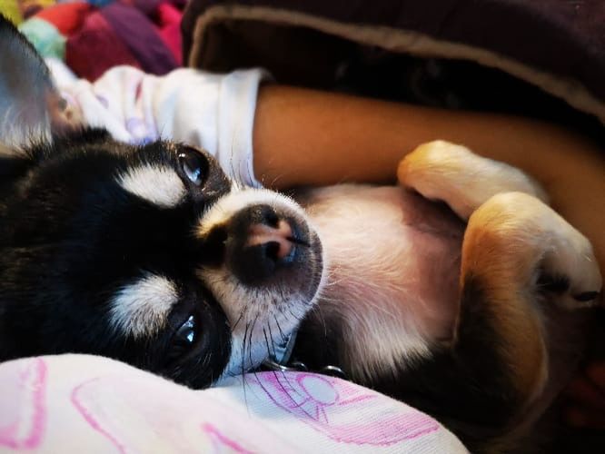 CLOSE-UP PORTRAIT OF DOG LYING ON BLANKET