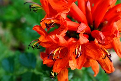 Close-up of red flowering plant