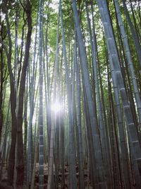 Low angle view of bamboo trees in forest