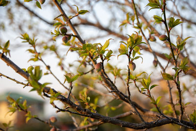 Japanese apricot