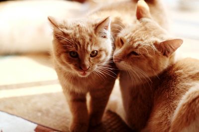 Portrait of ginger cat