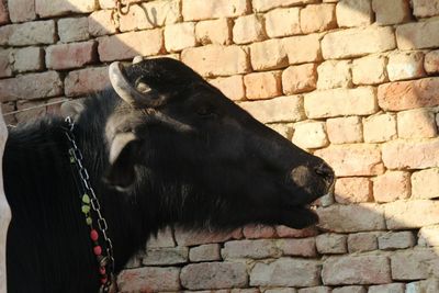 High angle view of horse