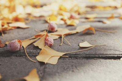 Close-up of fallen maple leaves