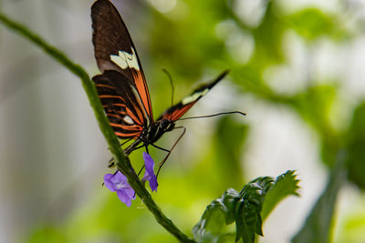 animal wildlife