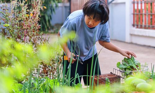 A boy collects vegetable in his homegrown garden