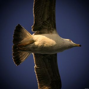 Low angle view of eagle flying against the sky