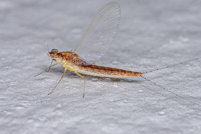 Close-up of insect on floor