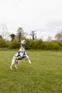 Dog jumping in a field