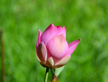 Close-up of pink water lily