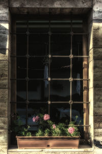 Plant growing on a wall