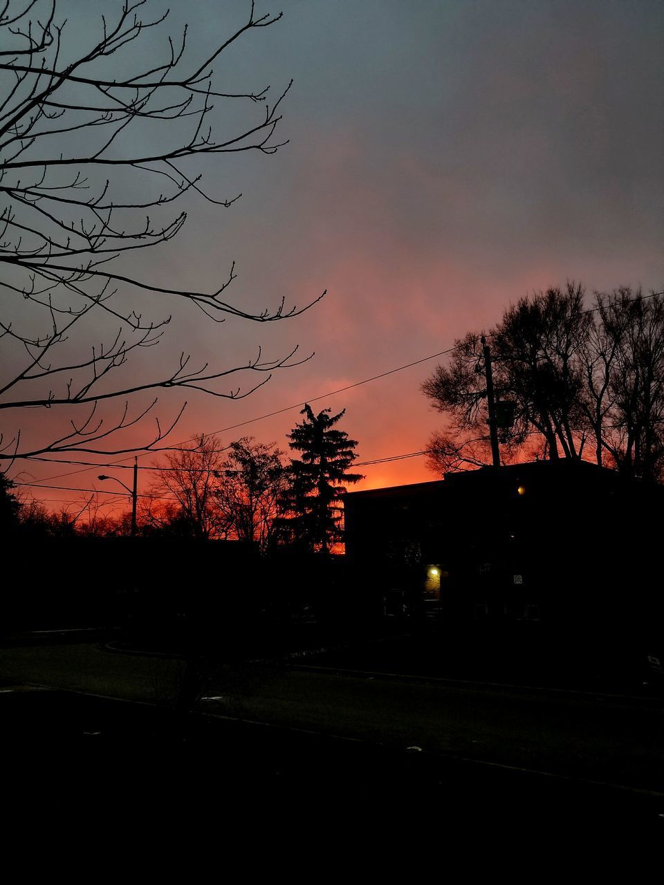 SILHOUETTE TREES AGAINST ORANGE SKY