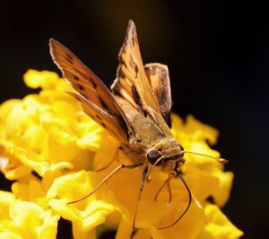 Close-up of insect on yellow flower