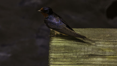 Close-up of bird perching on wood