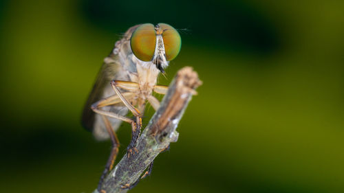 Close-up of insect on plant