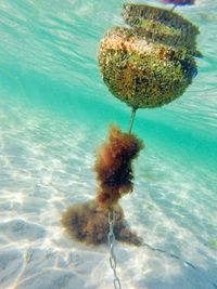 Close-up of coral in sea