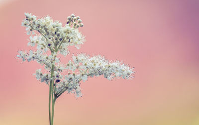 Close-up of pink flowering plant against sky