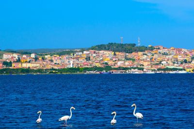 Seagulls on sea by buildings against blue sky