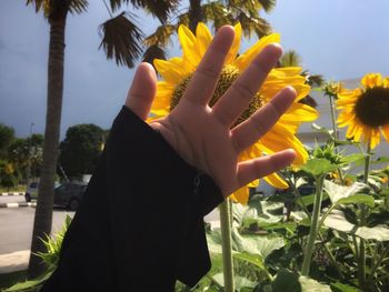 Midsection of person and yellow flowering plants in park