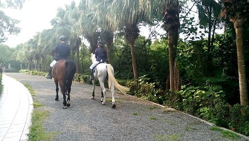 Horse walking on road