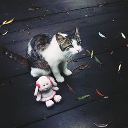 Cat looking away