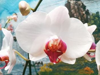 Close-up of white flowering plant