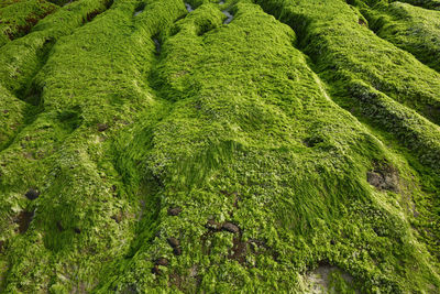 High angle view of moss growing on land