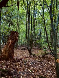 Trees in forest