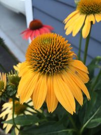 Close-up of yellow flower