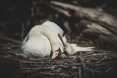 Close-up of birds in nest