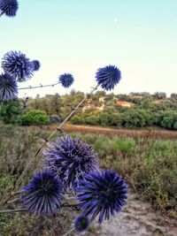 Close-up of purple flowering plants on field against sky