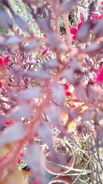 Full frame shot of pink flower tree