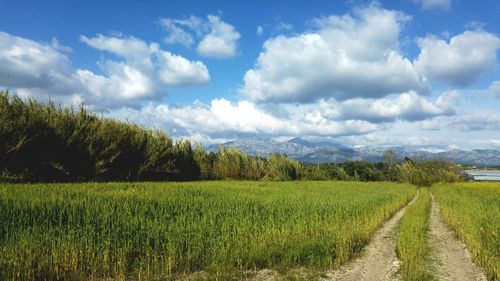 Scenic view of agricultural field against sky