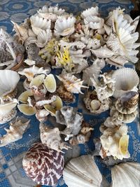 High angle view of shells for sale at market