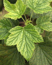 Currant leaves close up view, currant bush close up