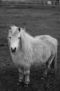 Horse standing on field