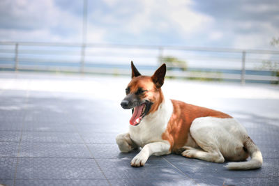 Dog looking away while sitting on tiled floor