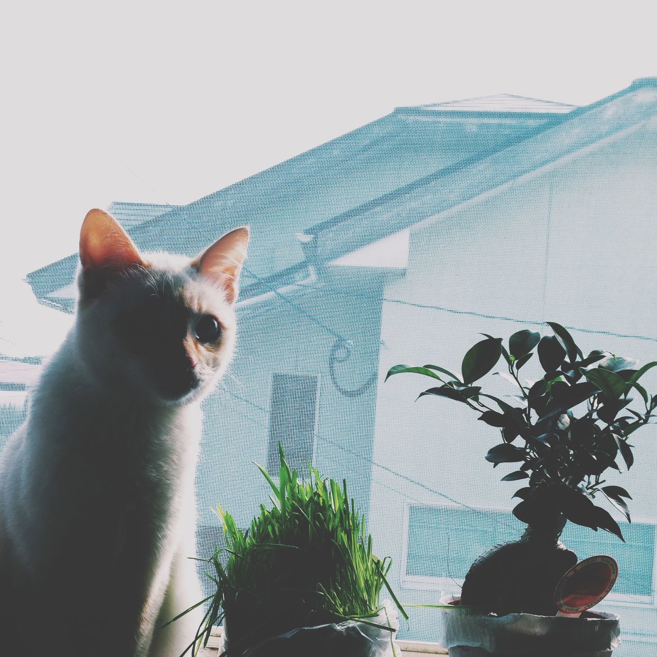 animal themes, domestic cat, one animal, pets, cat, low angle view, domestic animals, mammal, feline, built structure, architecture, window, indoors, no people, two animals, clear sky, building exterior, wall - building feature, day, window sill