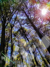 Low angle view of sunlight streaming through trees in forest