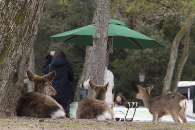 View of deer on field