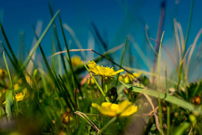 Close-up of yellow flowering plant on field