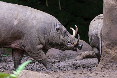 Close-up of babi rusa sulawesi