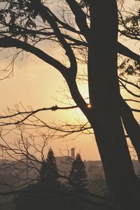 Bare trees against sky at sunset