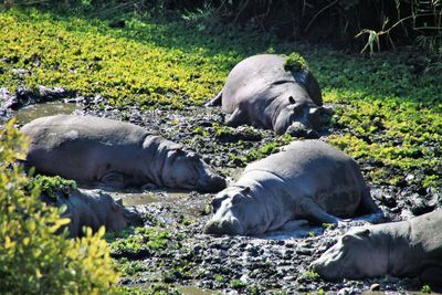 Hippos relaxing in mud