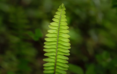 Close-up of plant